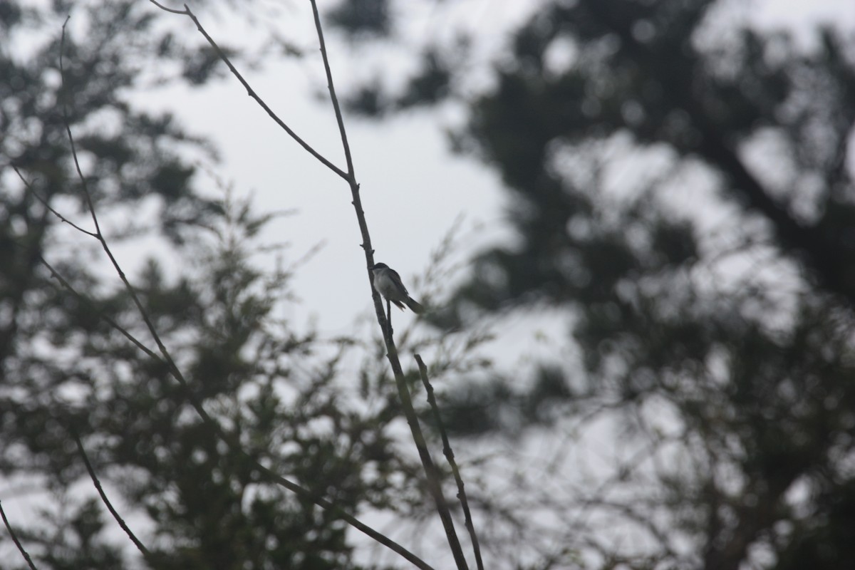 Eastern Kingbird - Jake Kron