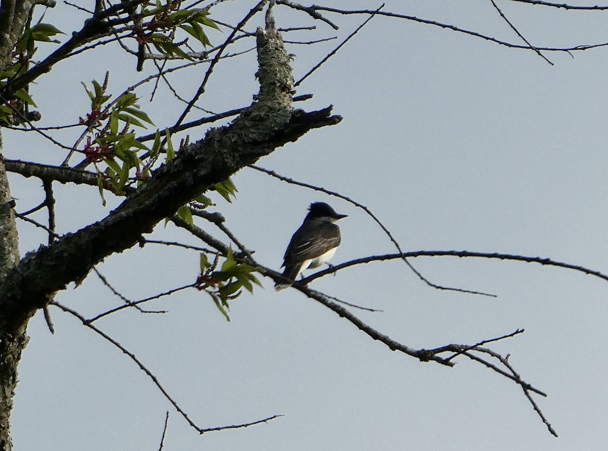 Eastern Kingbird - ML618271533