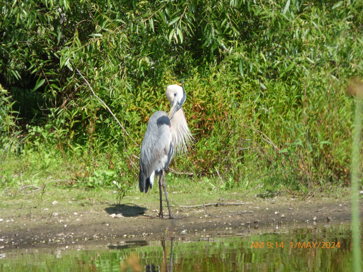 Great Blue Heron - ML618271574