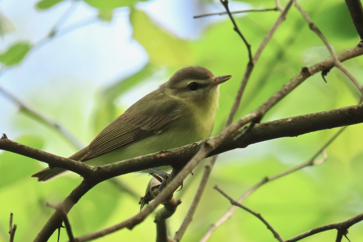 Philadelphia Vireo - Terry Swope