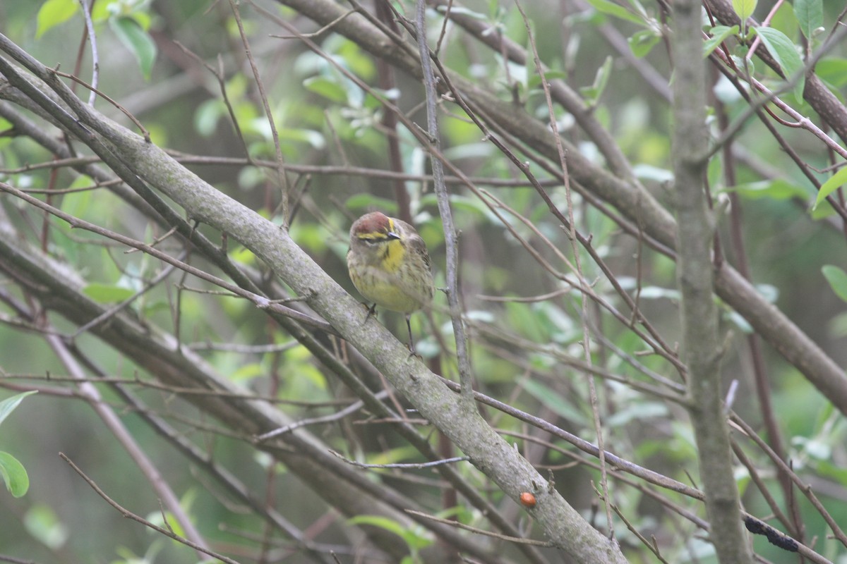 Palm Warbler - Jake Kron