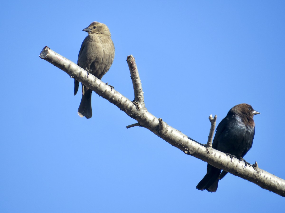 Brown-headed Cowbird - Sandy Proulx