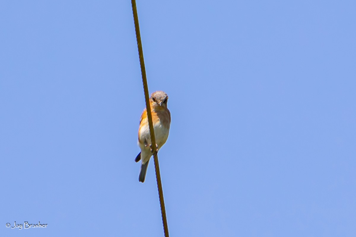 Eastern Bluebird - Jay Brasher