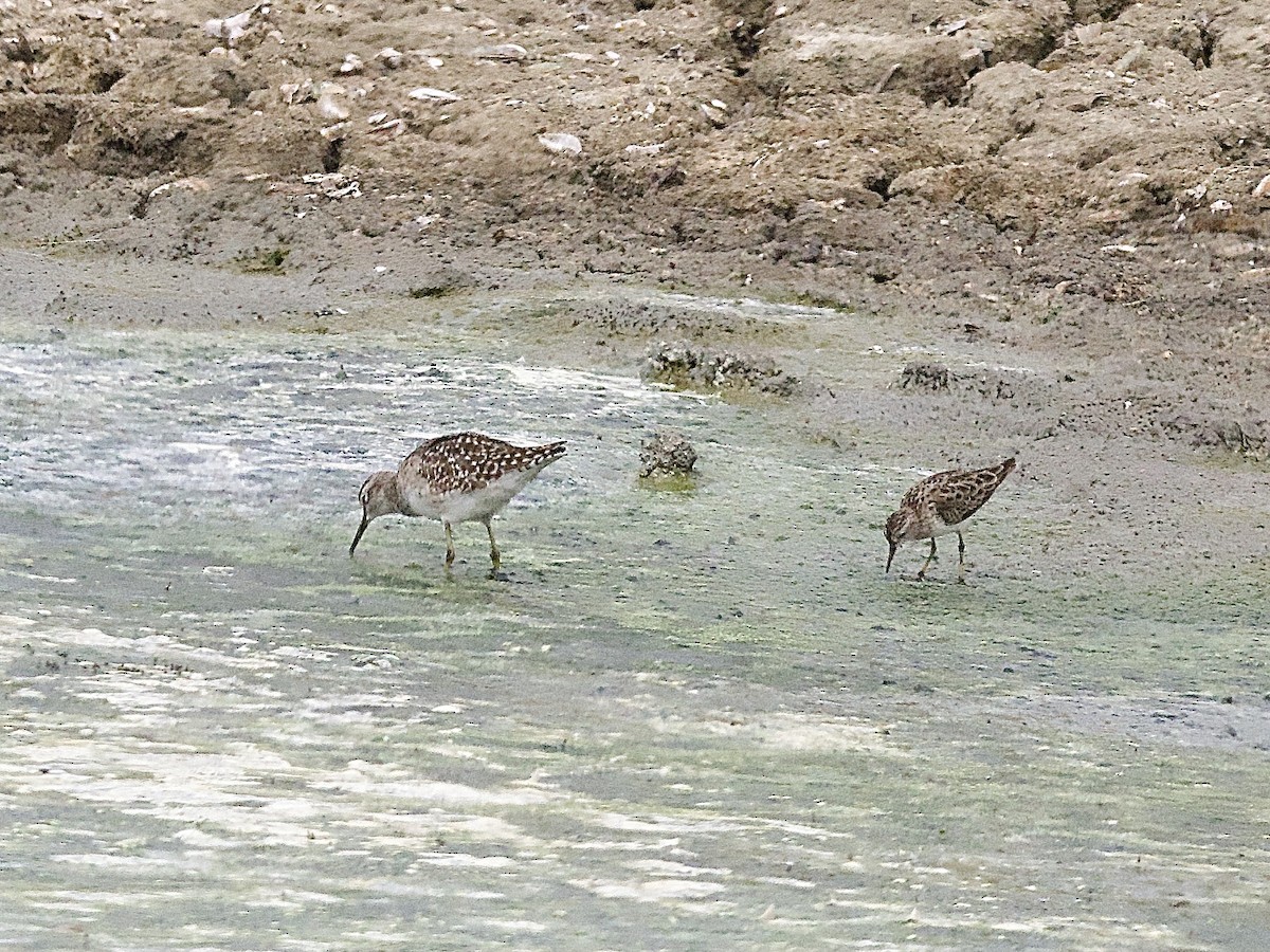 Wood Sandpiper - Craig Rasmussen