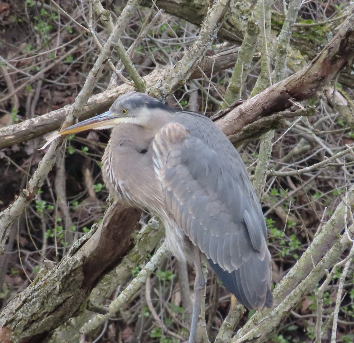 Great Blue Heron - Susan Cooper