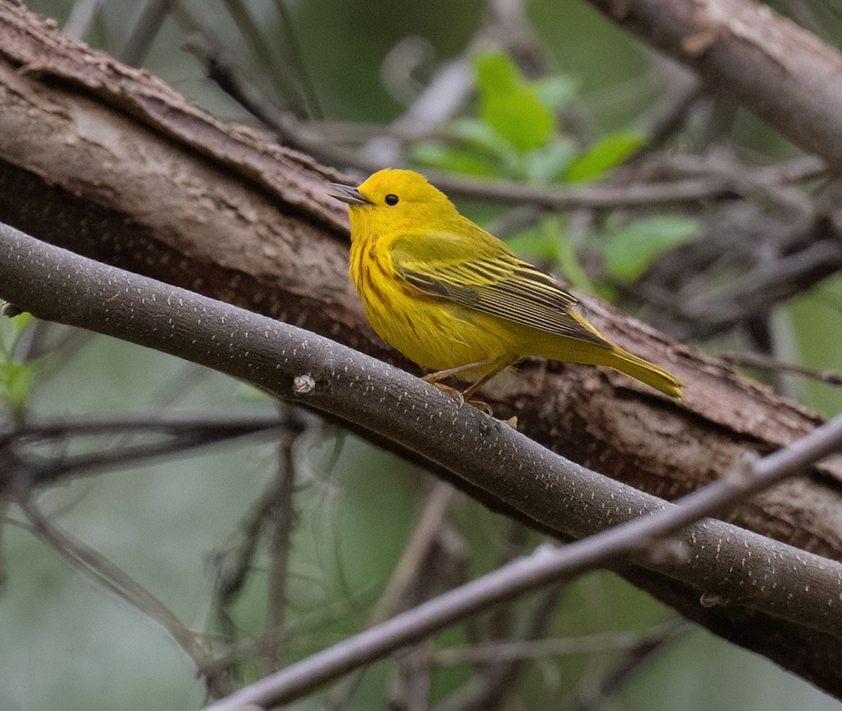 Yellow Warbler - Tom Warren