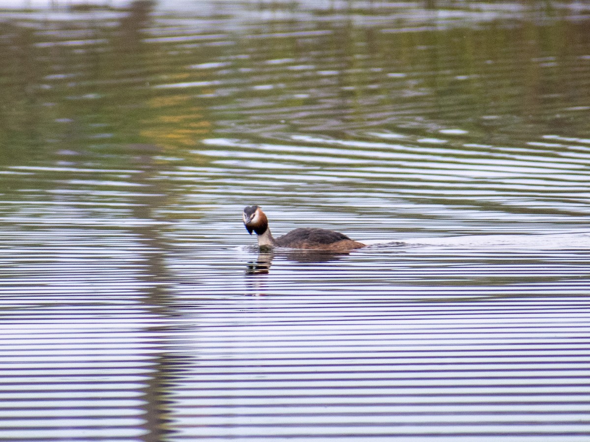 Great Crested Grebe - Olga Kozlova