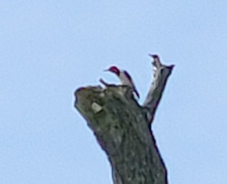 Red-headed Woodpecker - Laura Unfried