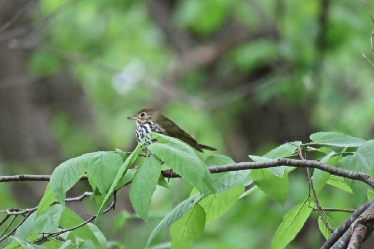 Ovenbird - Terry Swope