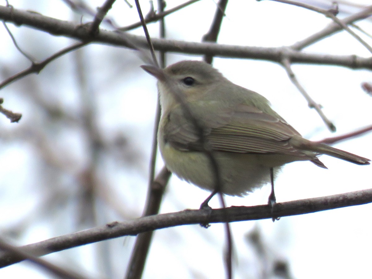 Warbling Vireo - ML618271657