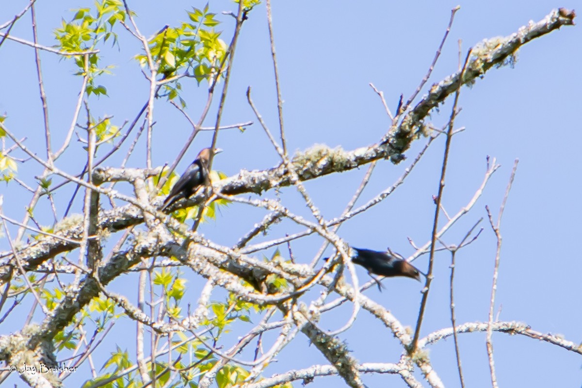 Brown-headed Cowbird - Jay Brasher