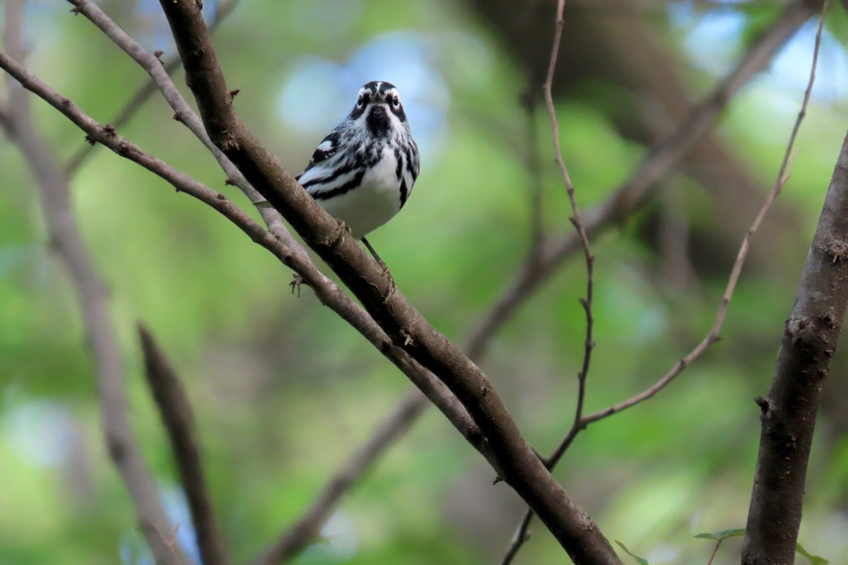 Black-and-white Warbler - Terry Swope