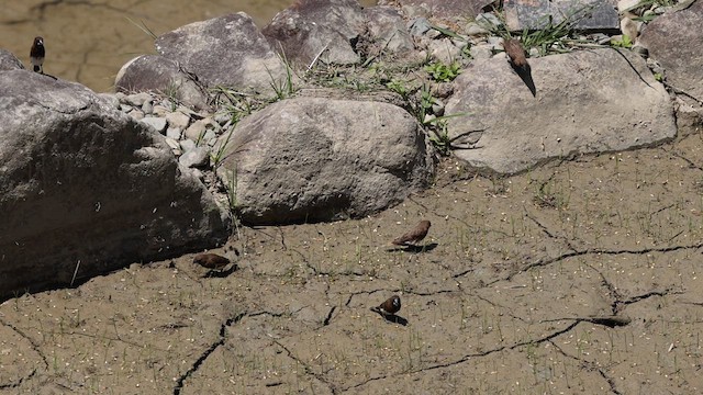 White-bellied Munia - ML618271679