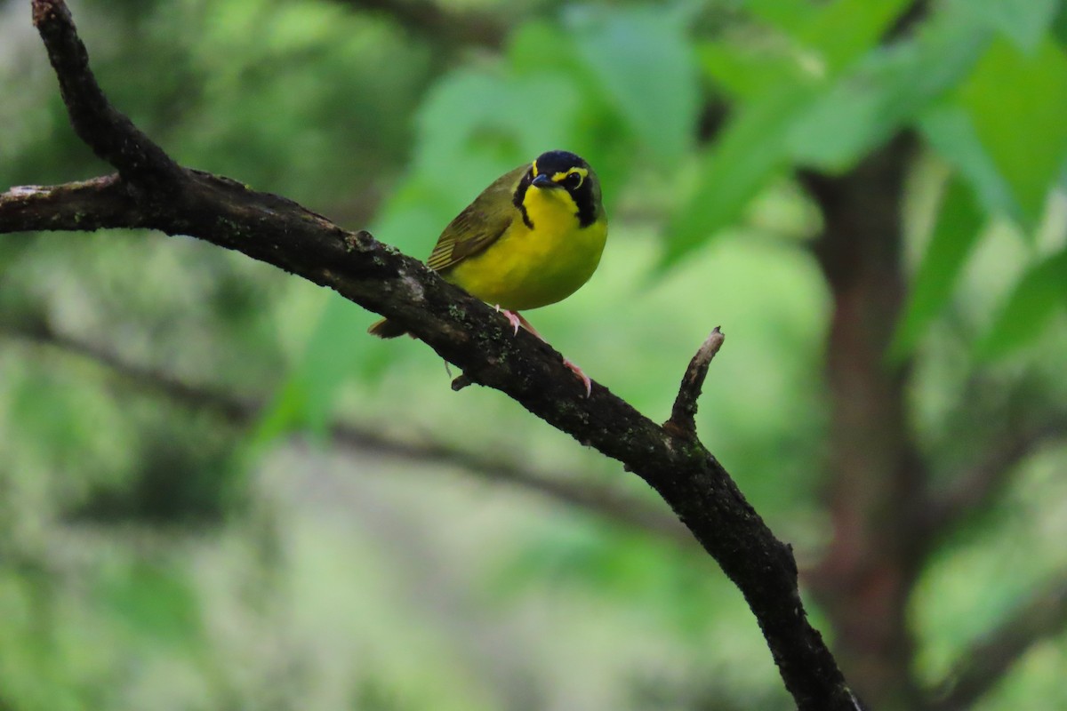 Kentucky Warbler - Terry Swope