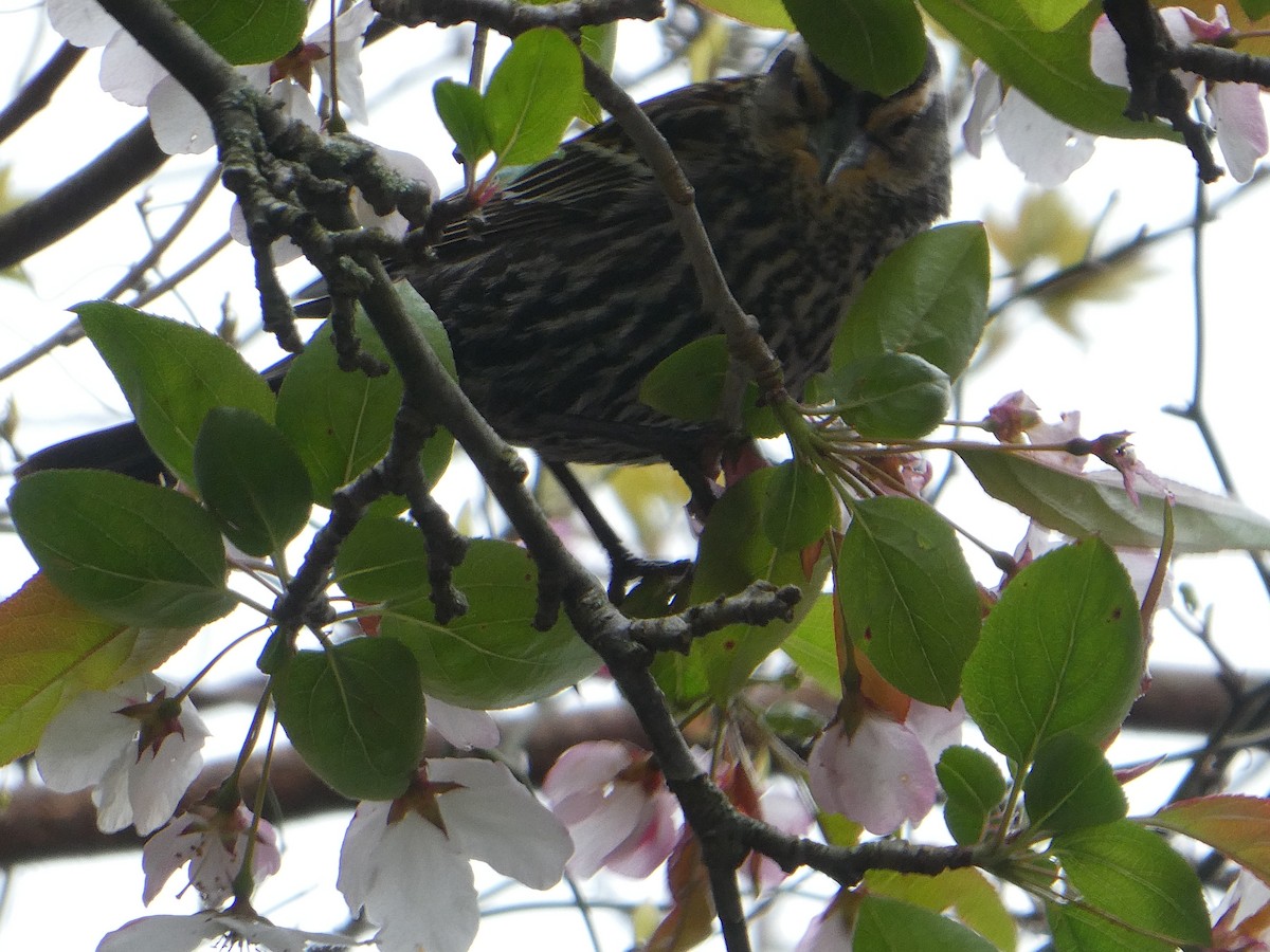 Red-winged Blackbird - Carol Brand