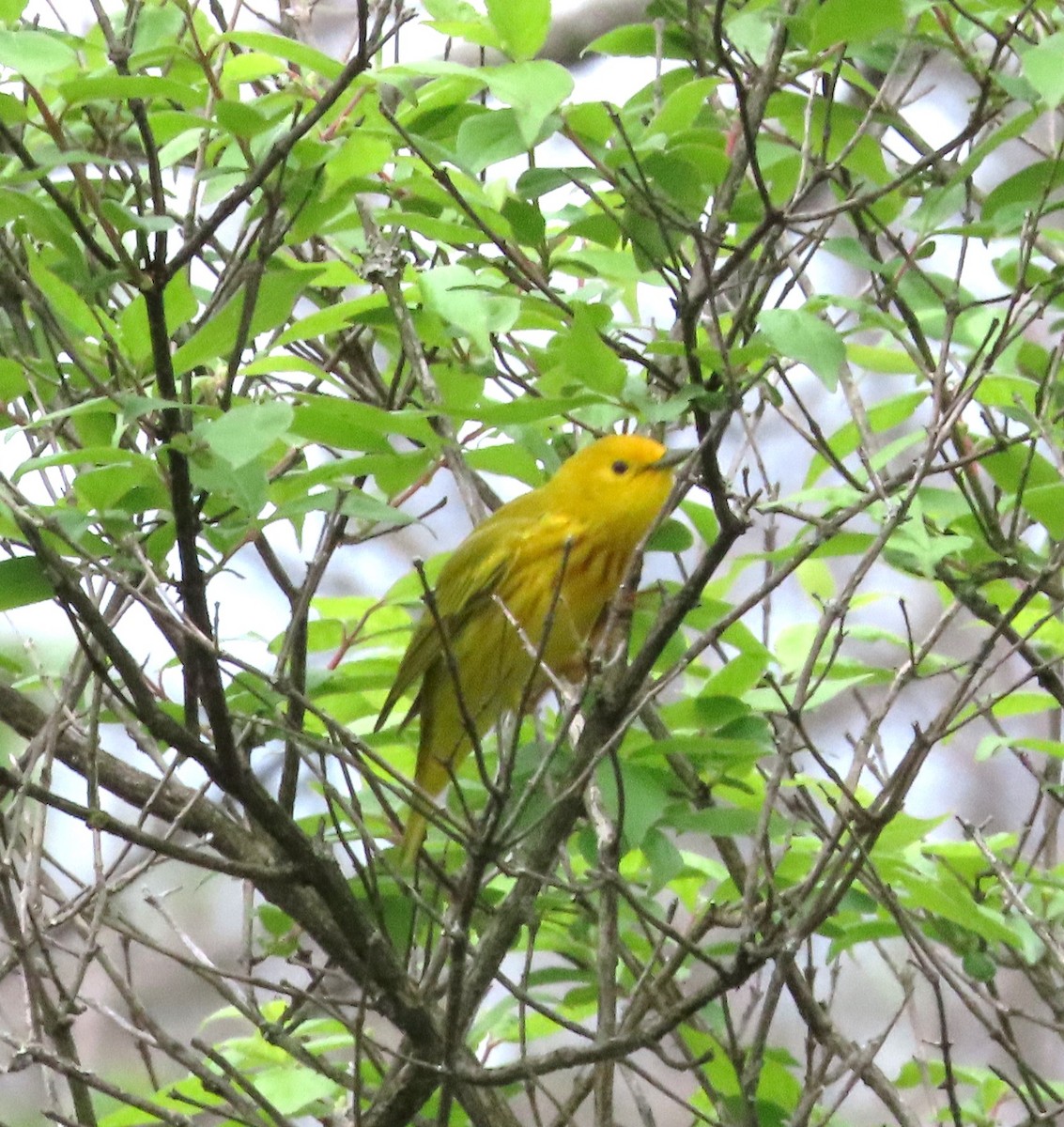 Yellow Warbler - Susan Cooper