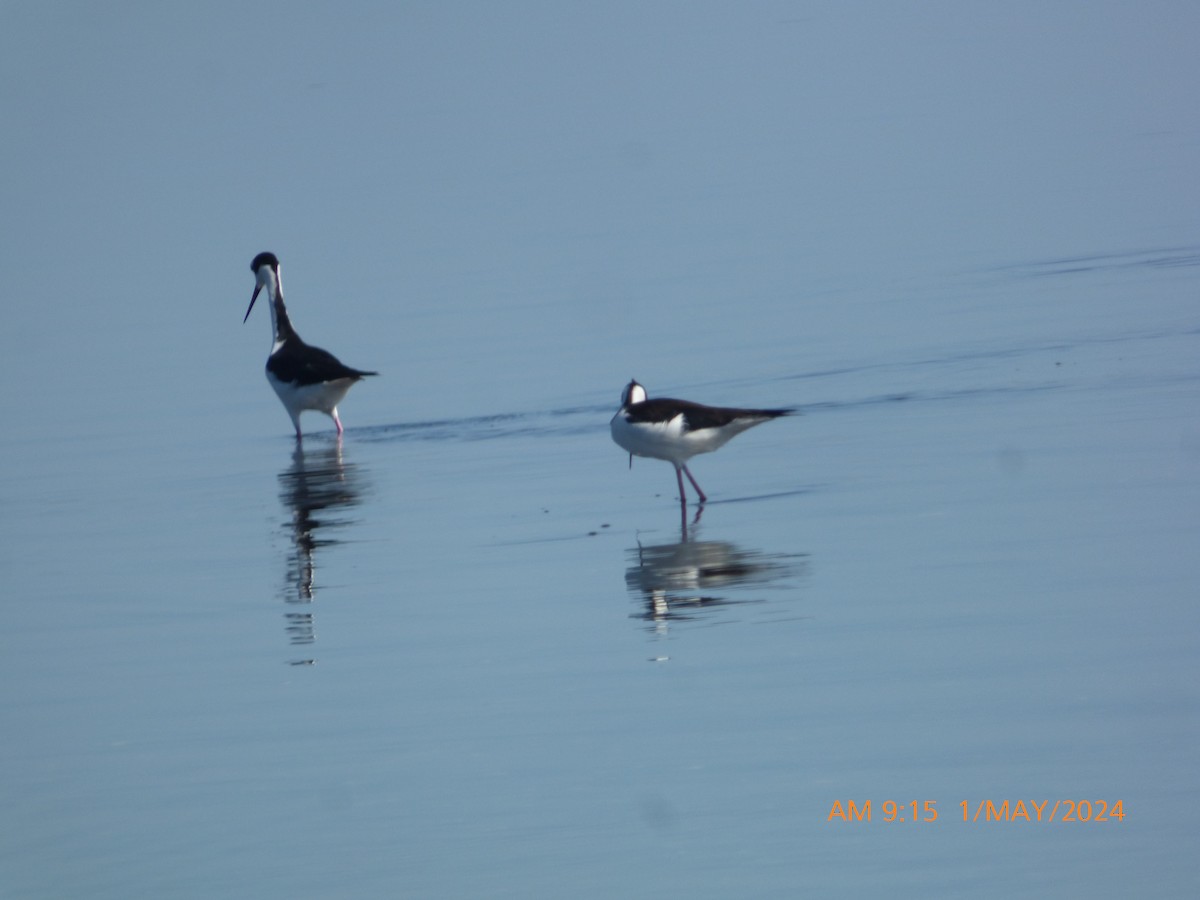 Black-necked Stilt - Betty Holcomb