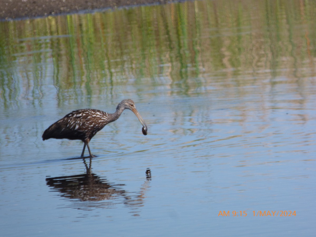 Limpkin - Betty Holcomb