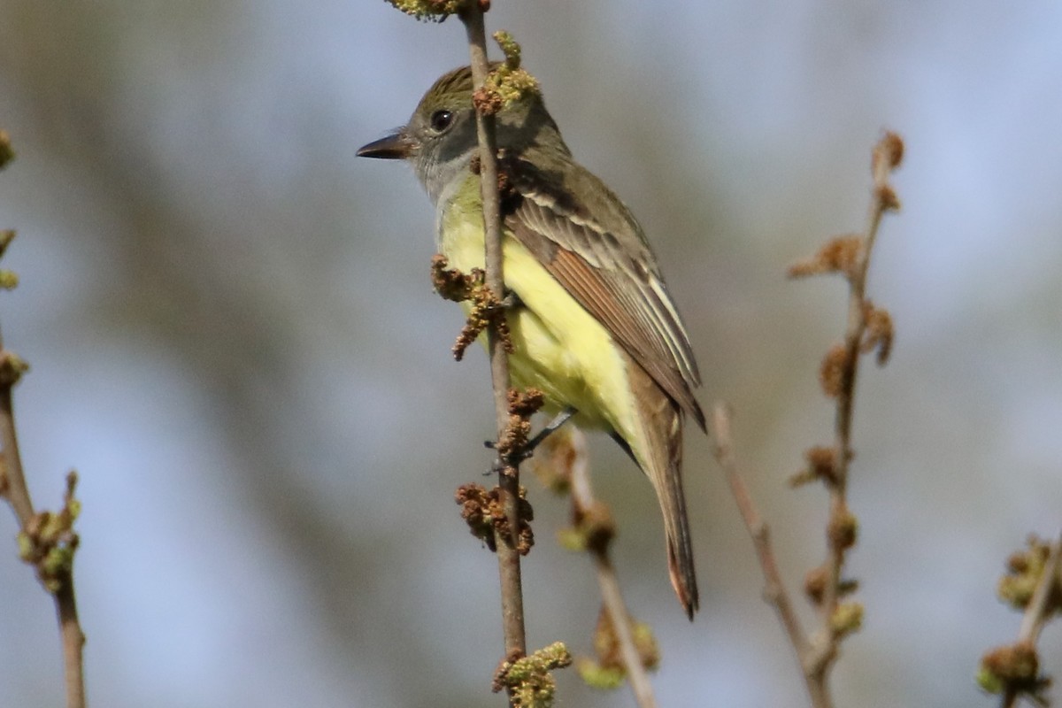 Great Crested Flycatcher - ML618271702