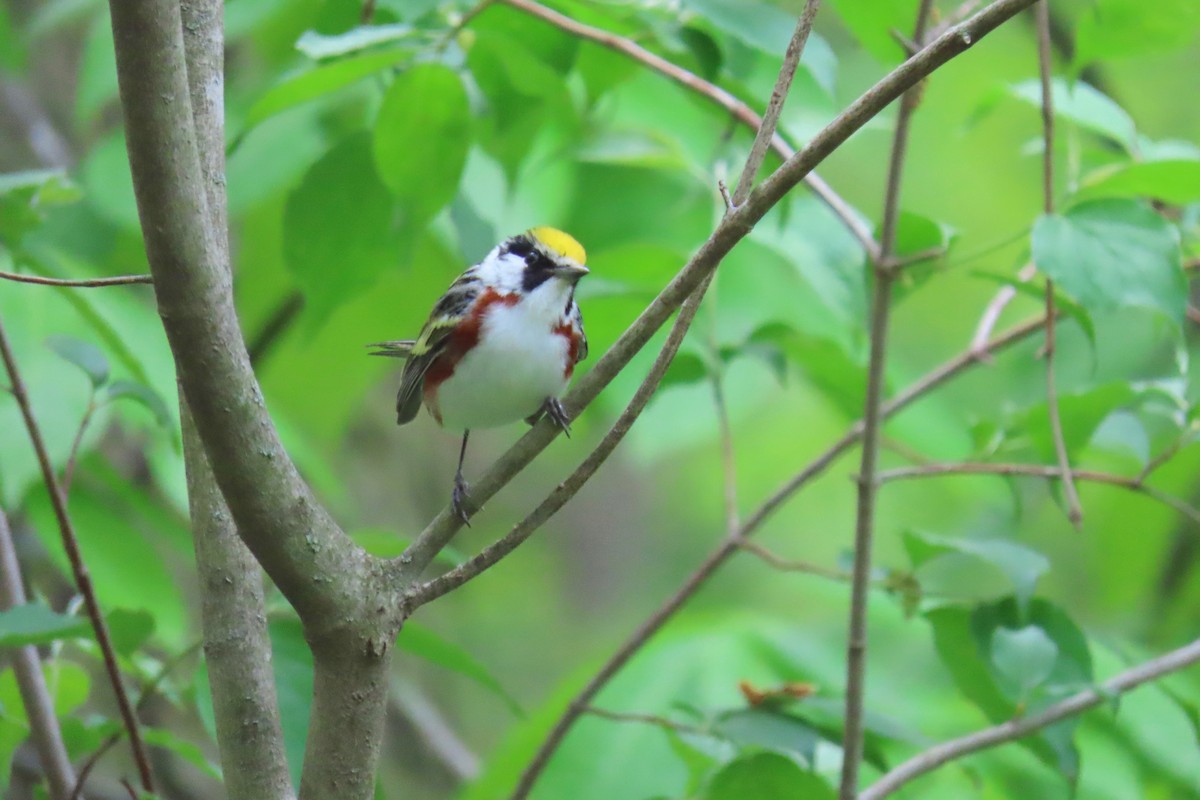 Chestnut-sided Warbler - Terry Swope