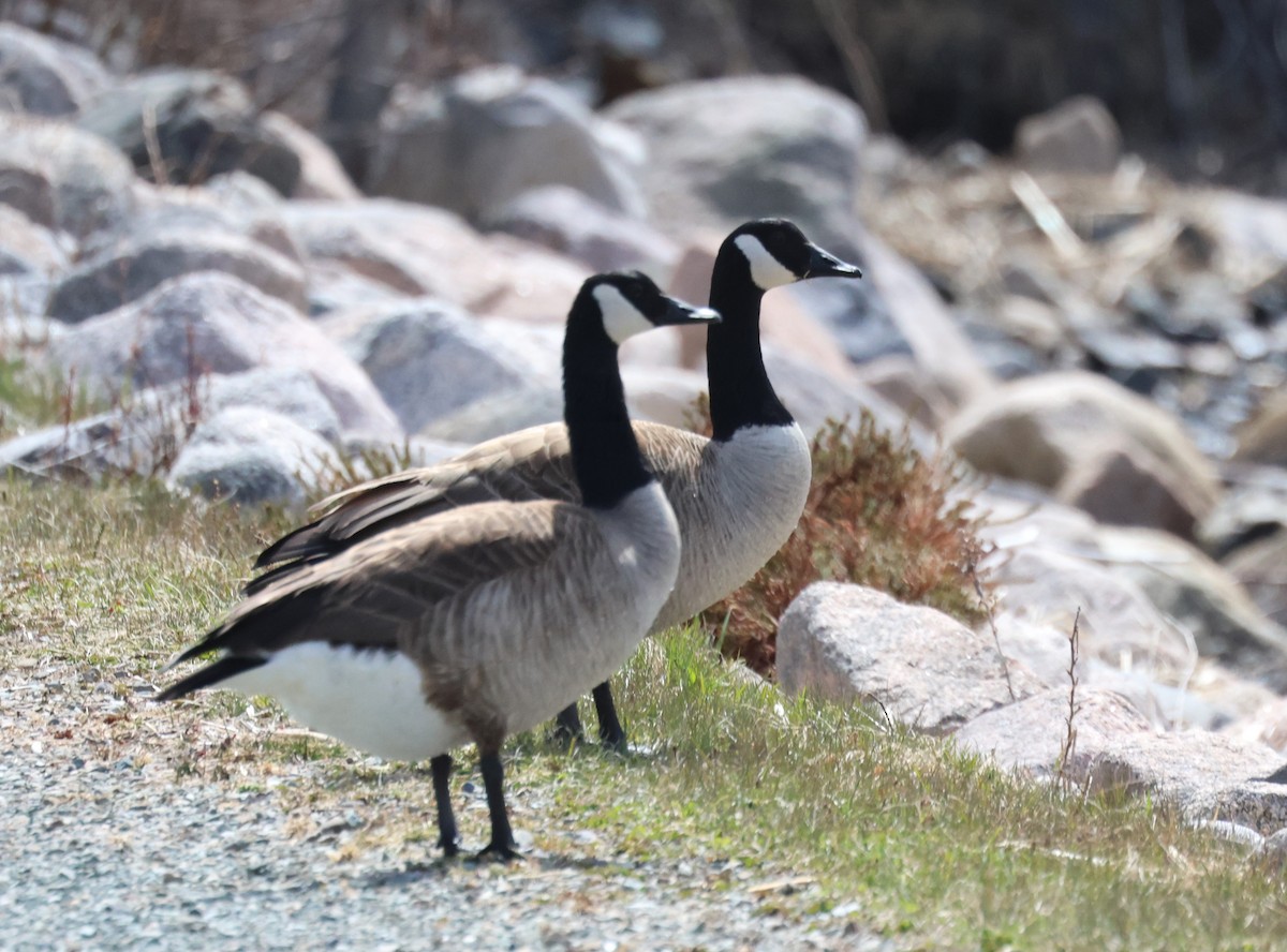 Canada Goose - ML618271721