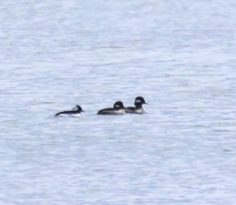 Bufflehead - ML618271744
