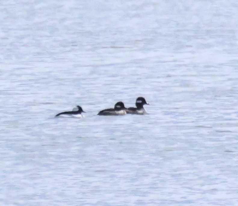 Bufflehead - Ken McKenna