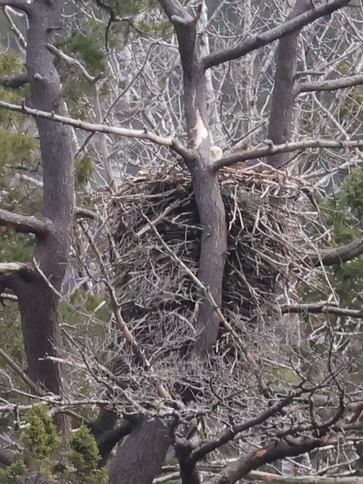 Bald Eagle - ML618271764