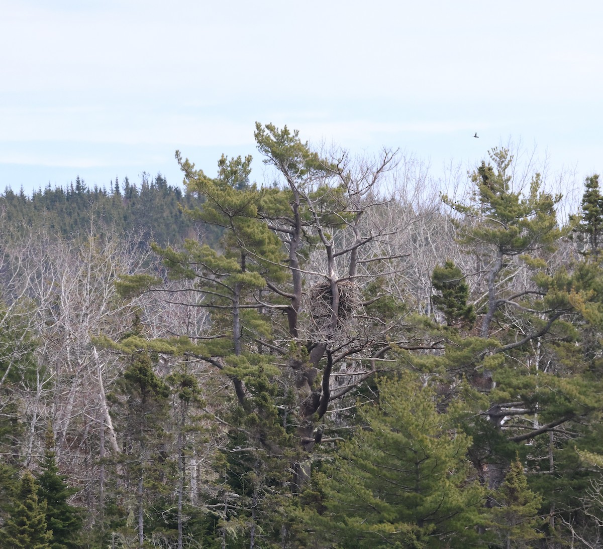 Bald Eagle - ML618271765