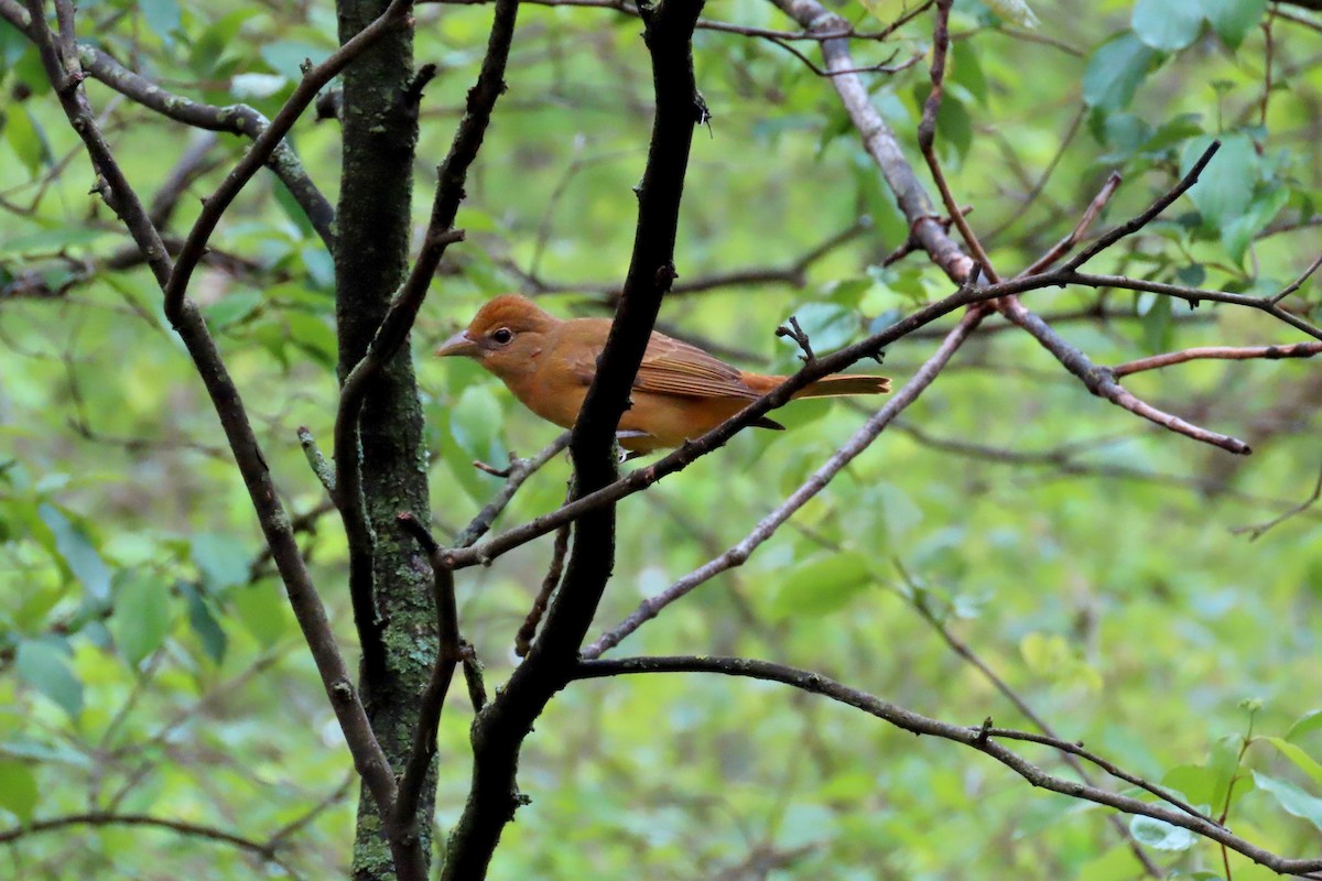 Summer Tanager - Terry Swope