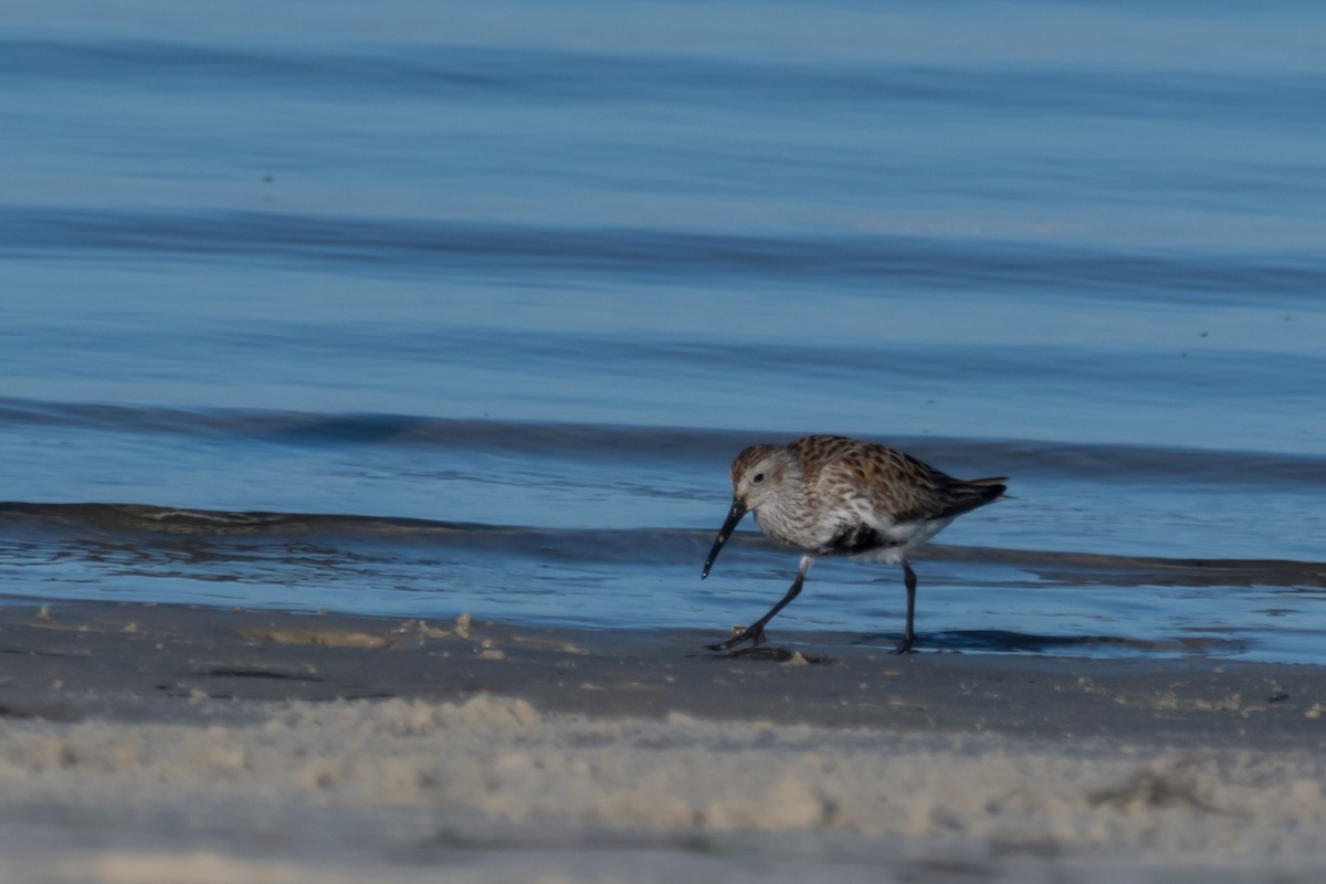 Dunlin - Gabrielle Harrison