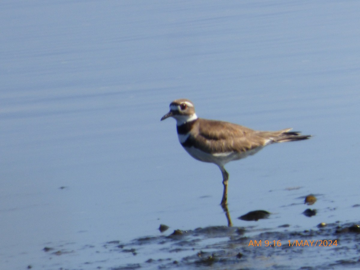 Killdeer - ML618271777