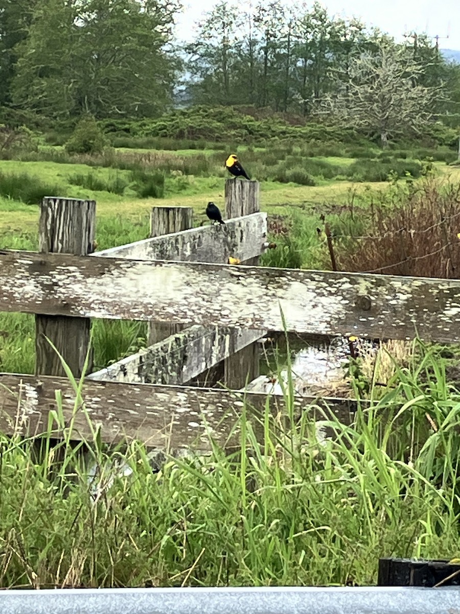 Yellow-headed Blackbird - Anonymous