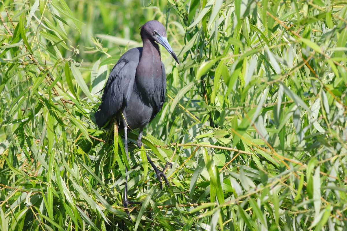 Little Blue Heron - Margaret Viens