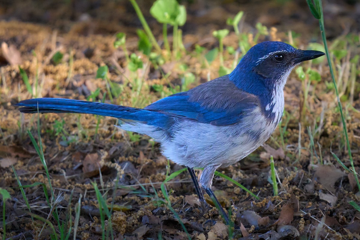 California Scrub-Jay - ML618271820