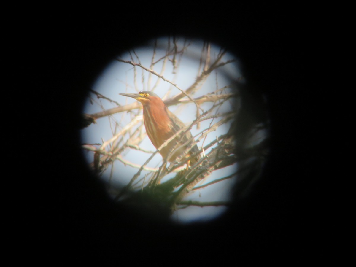 Green Heron - ML618271833