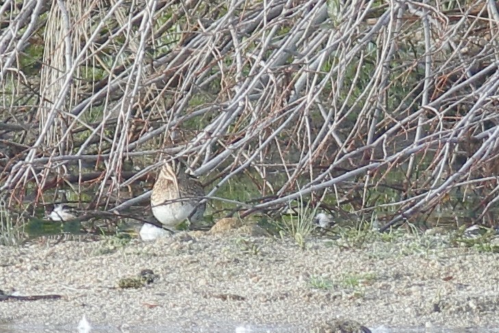 Common Snipe - Javier De Las Heras