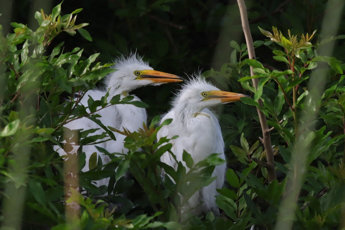 Great Egret - Margaret Viens