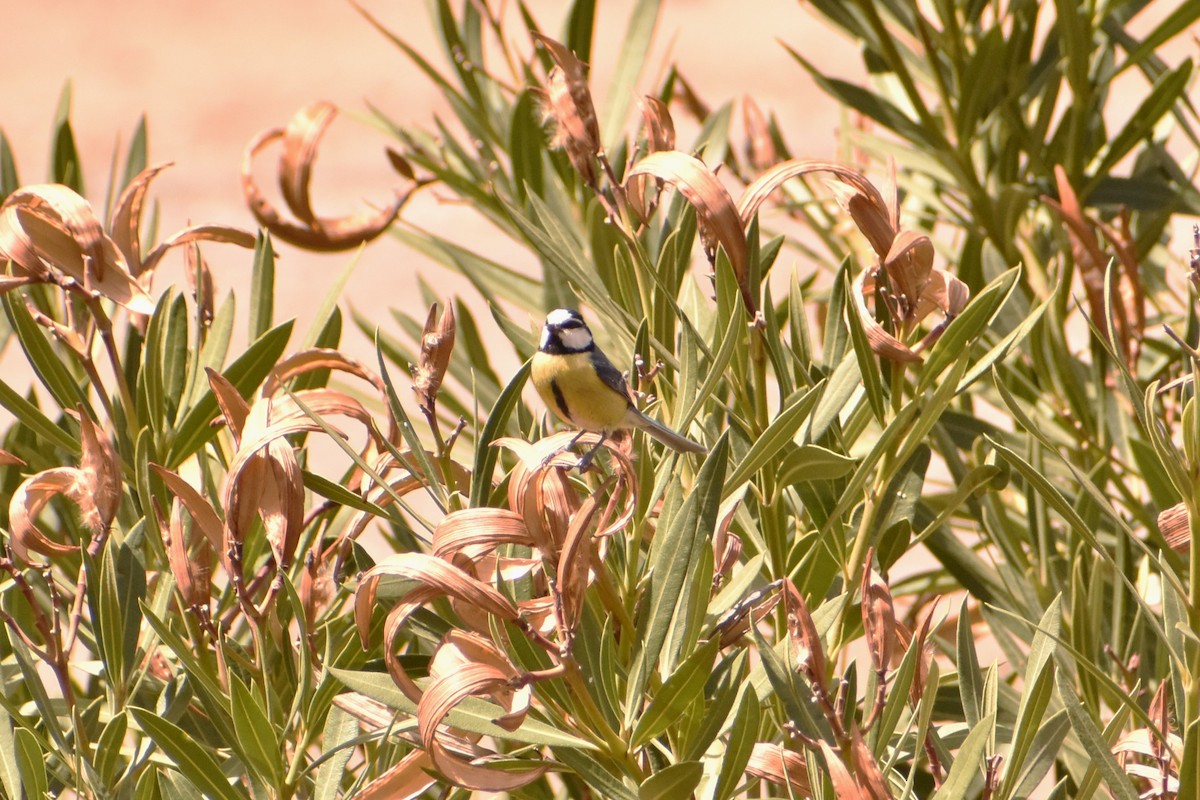 African Blue Tit - Aurora Varda