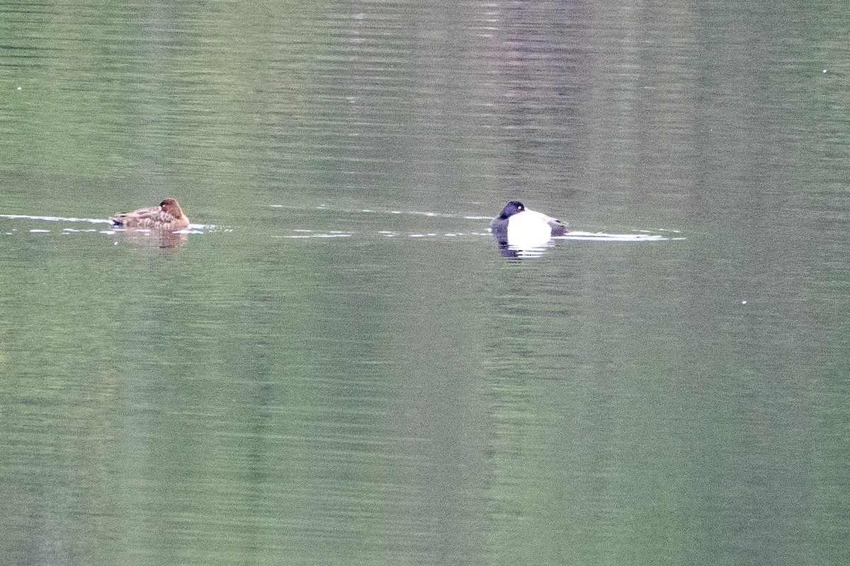 Lesser Scaup - Dana Little