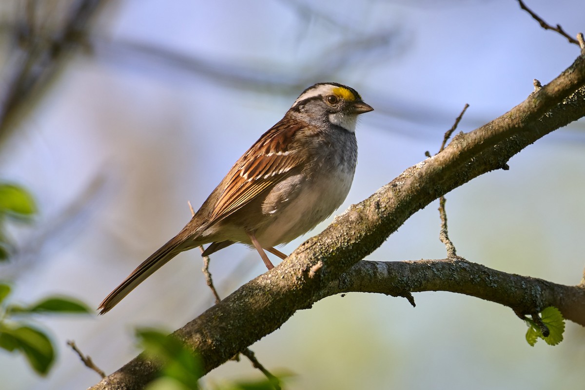 White-throated Sparrow - Charlie Shields