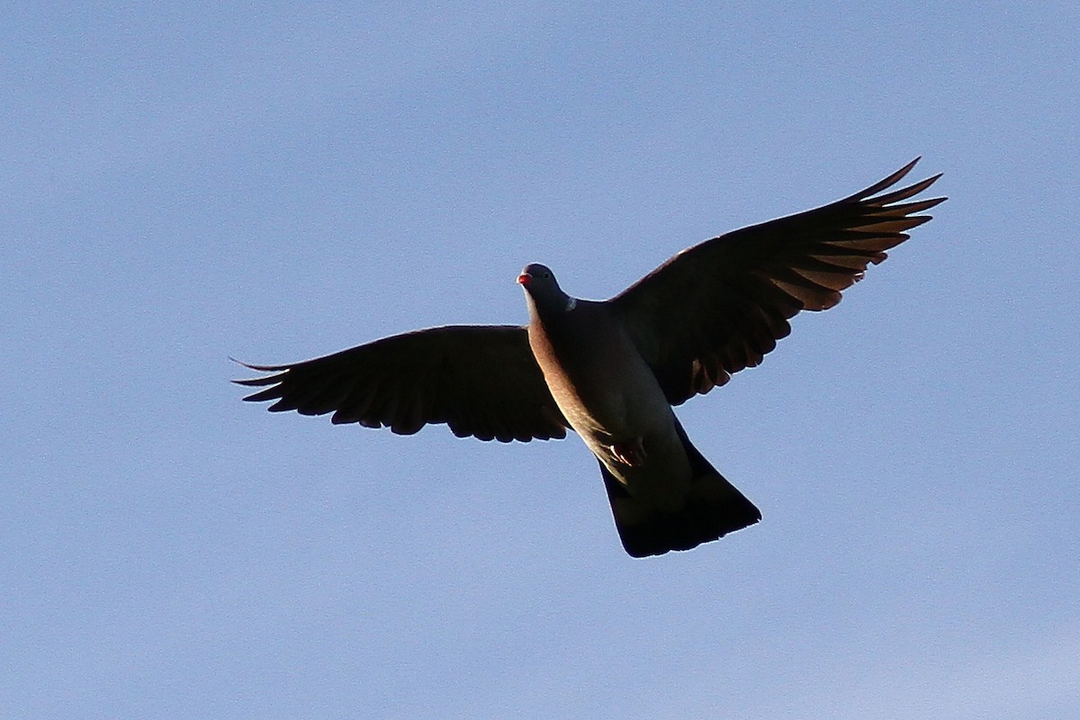 Common Wood-Pigeon - Daniel Brzdęk