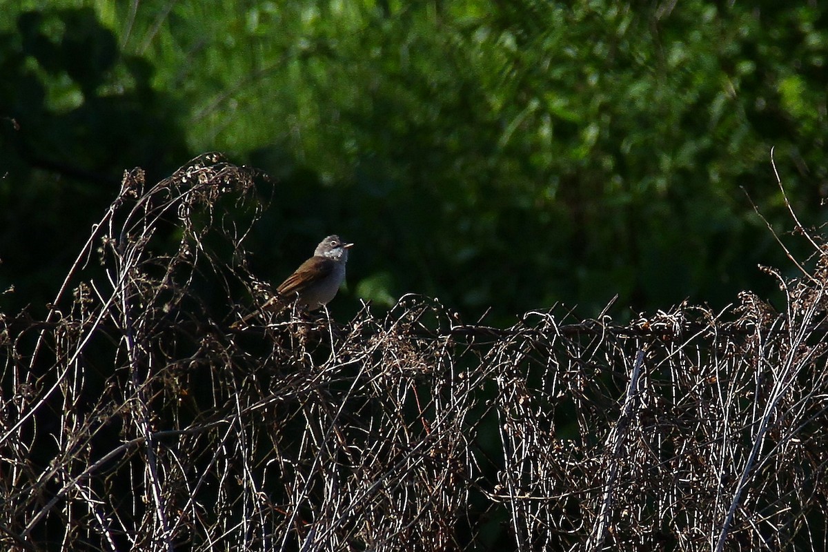 Greater Whitethroat - ML618271934