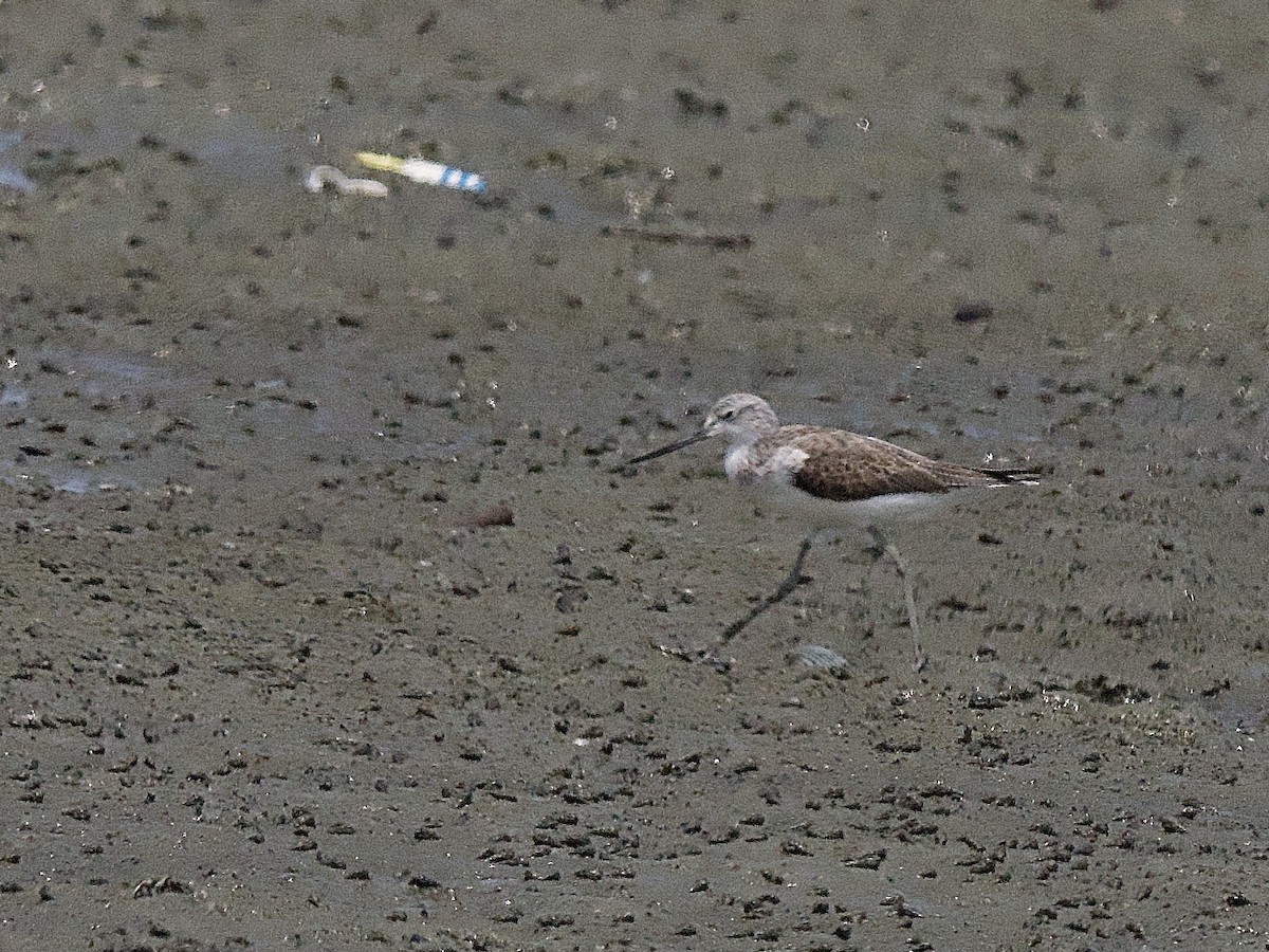 Common Greenshank - Craig Rasmussen