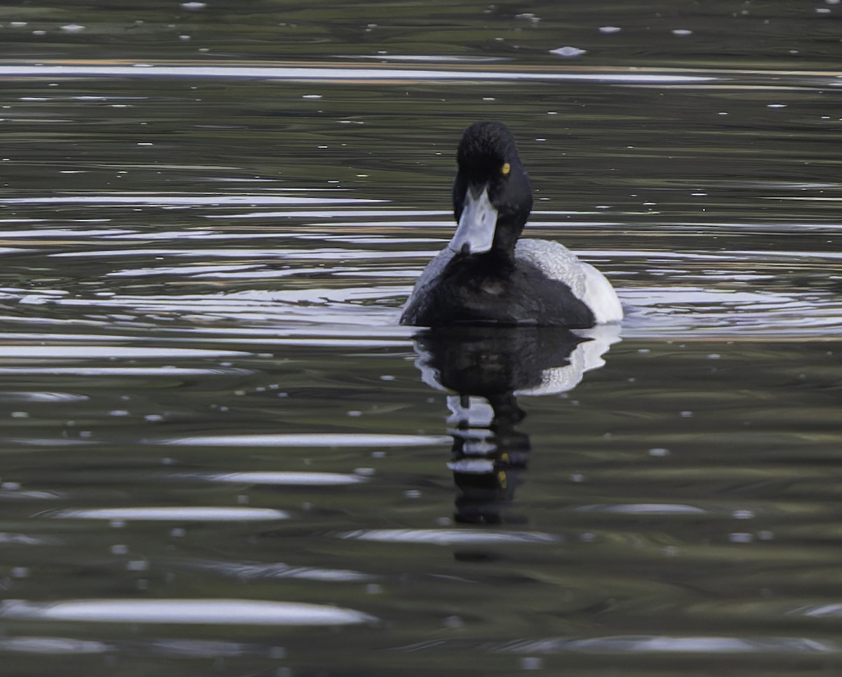 Lesser Scaup - Barry McKenzie