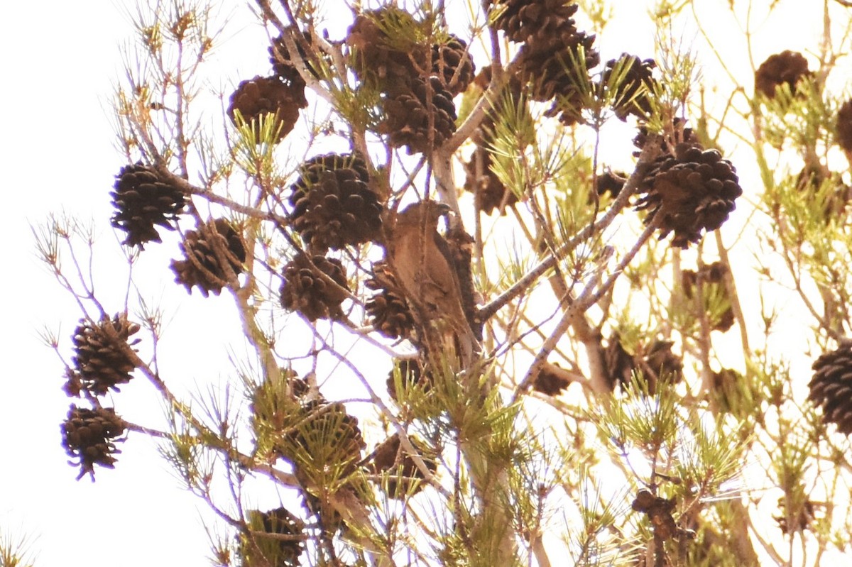 Red Crossbill - Aurora Varda