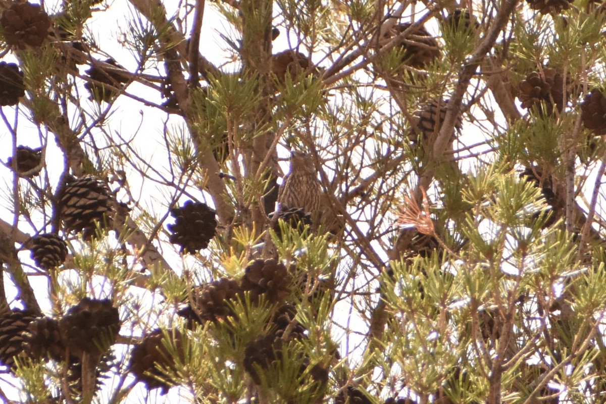 Red Crossbill - Aurora Varda