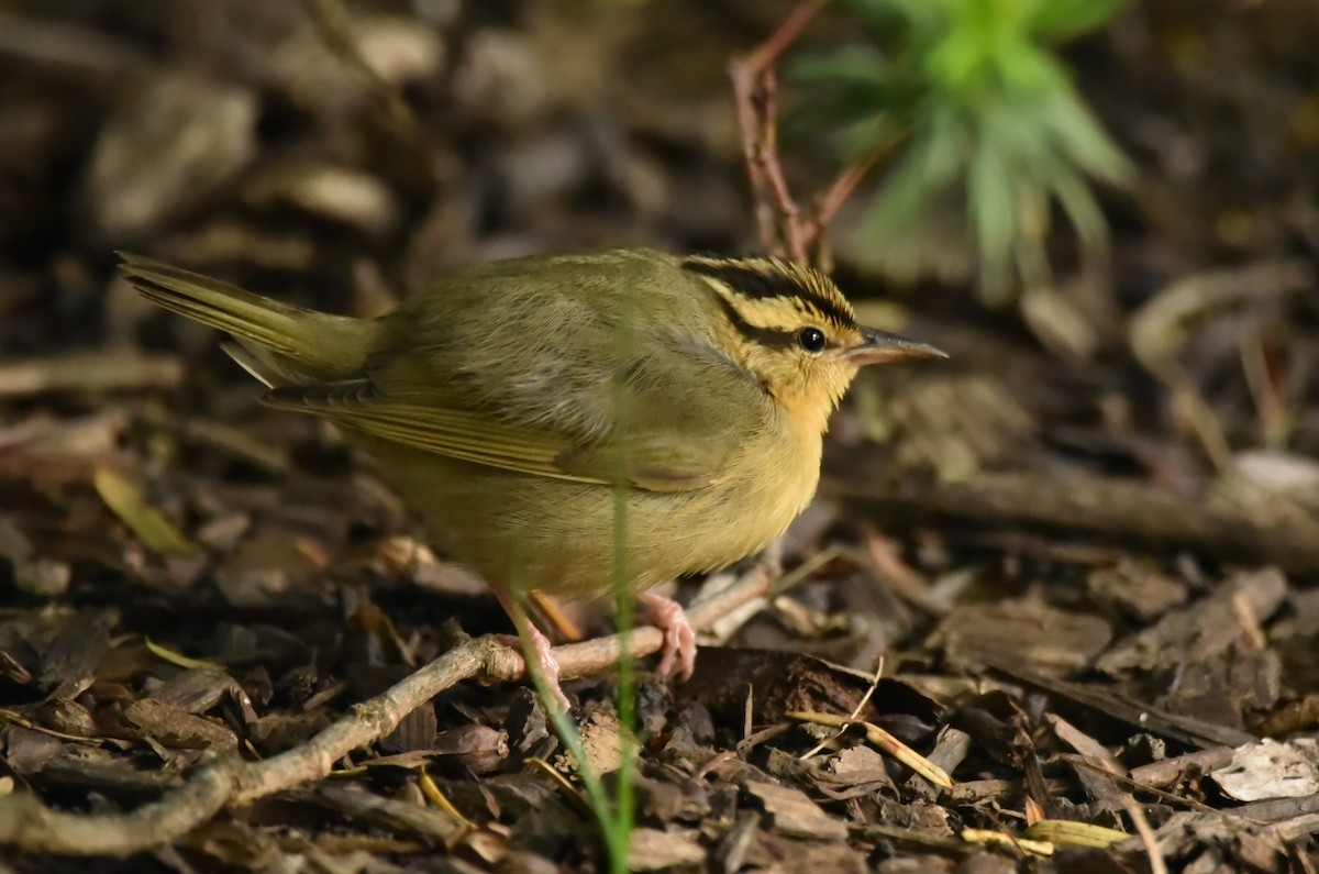 Worm-eating Warbler - John Fabrycky