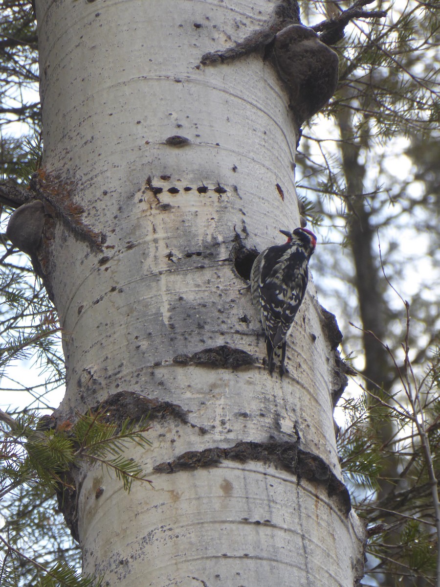 Red-naped Sapsucker - Kathy McCurdy
