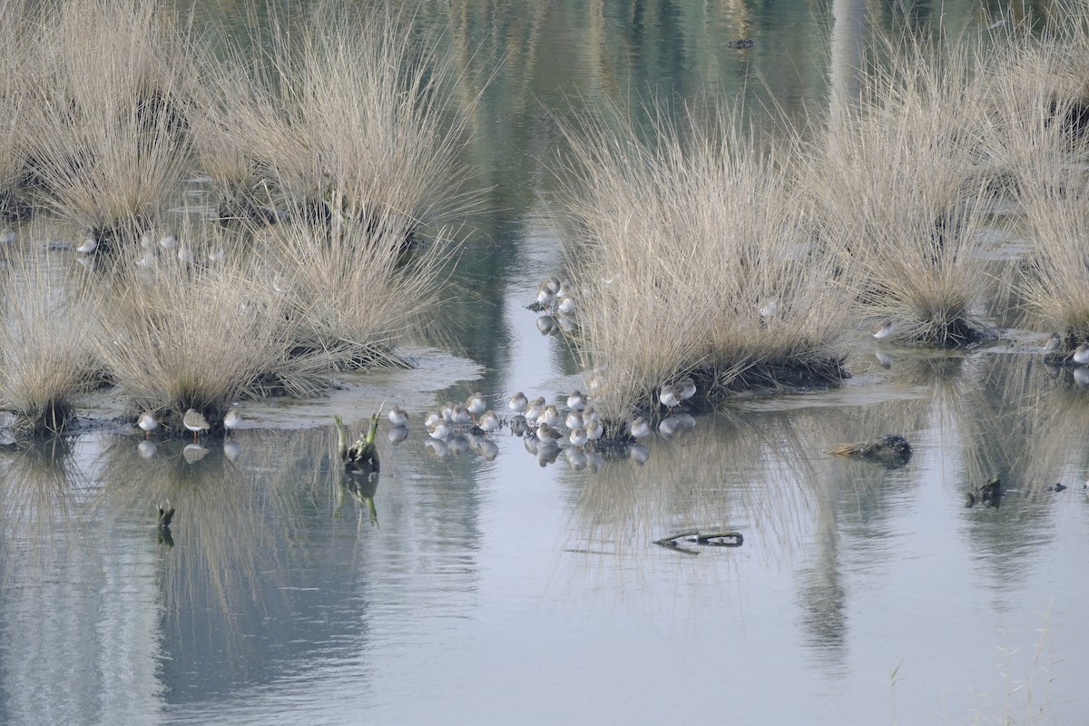 Common Redshank - Hakan Dolek